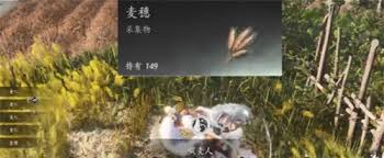 燕云十六声滹沱区麦田场景与四个麦子成就线索分布示意图